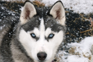 Siberian Wolf600428563 300x200 - Siberian Wolf - Wolf, Snowy, Siberian